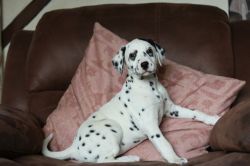 Beautiful Dalmatian Pups - Ready Now