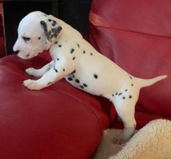 Dalmatian Puppies For Sale(804) xxx-xxxx)