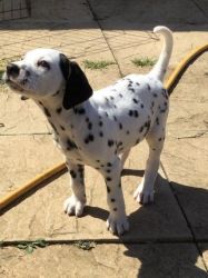 Stunning Kc/ Baer Hearing Tested Dalmatian Pups