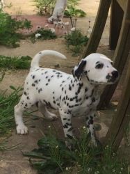 Stunning Dalmatian Pup ready to go. Now 550.00 2 Stunning Dalmati