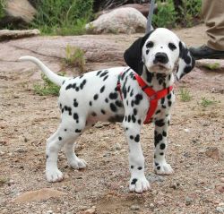 Dotted Black And White Dalmatian Puppies For Sale.
