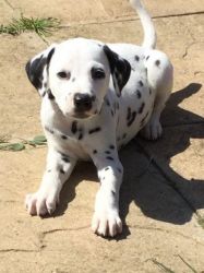 One Kc Reg Dalmatian Girl Puppy Left