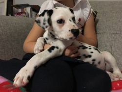 Dalmatian Cross Puppy