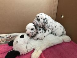 Gorgeous Kc Reg Dalmatian Puppies