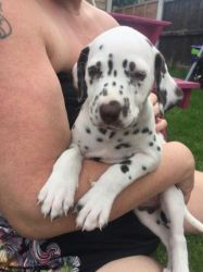 Beautiful Dalmation Puppies For Sale