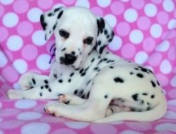 Dalmatian Puppies for Sale xxx-xxx-xxxx