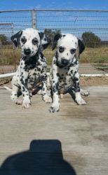 Beautiful Dalmatian Puppies. Text (xxx) xxx-xxx2