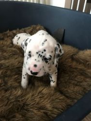 Dalmatian Puppies Reared In The House.