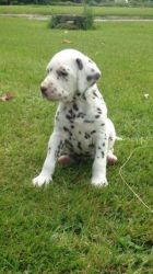 Liver And White Dalmatian Boy Puppy