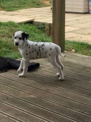 Kc/ Baer Hearing Tested Dalmatian Pups