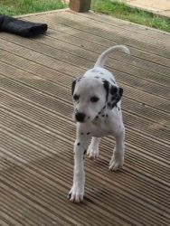 Pedigree Dalmatian Puppies For Sale, Only 3 Left