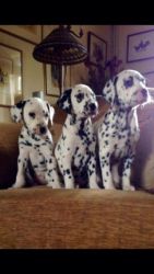 Pedigree Dalmatian Puppies For Sale, Only 2 Left