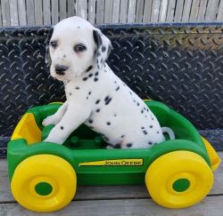 (Dexter)Dalmatian Puppies for Sale
