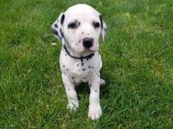 (Angus )Dalmatian Puppies for Sale