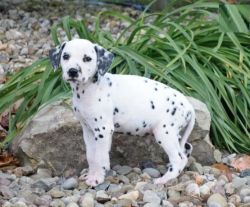 Pedigree Dalmatian Puppies For Sale