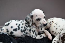 Black And White Dalmatian Puppies