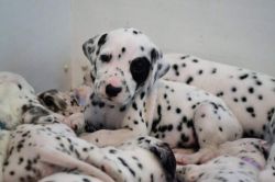 Cute Kc Reg Black And White Dalmatian Puppies
