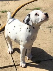 Stunning Pedigree Dalmatian Pups Ready Now
