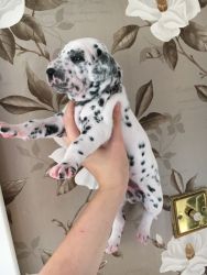 Adorable Dalmatian Puppies For sale text/call (xxx)xxxxxxx