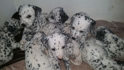 Dalmatian puppies for adoption text/call (xxx)xxxxxxx