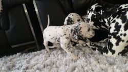 home raised dalmatian puppies now ready for a new home text/call (20