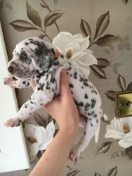 Fantastic and Charming Male and Female dalmatian puppies for adoptio