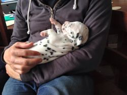 AKC Dalmatian Pups Males AND Females BAER Tested. text/call (xxx)-xxx-xxxx