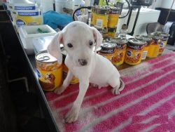 Dalmatian puppies for rehoming