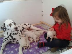 Dalmatian Puppies for Sale