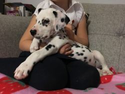 Gorgeous Black Spotted Dalmatian Puppy