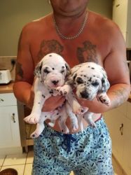 Dalmantion Puppies