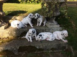 Dalmation Puppy For Sale