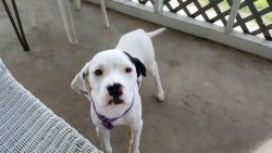 6 month old dalmatian mix female puppy