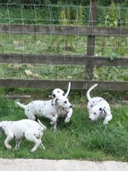 Stunning Pedigree Dalmatian Pups !!! Reduced !!!