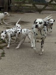 Gorgeous Pedigree Dalmatian Pups ready to for adoption