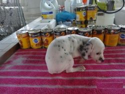 Dalmatian puppies for rehoming