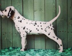 Gorgeous Dalmatian Puppies For Sale