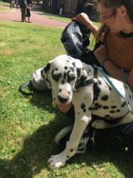 Gorgeous Dalmatian Puppy's For Sale
