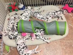AKC Dalmatians puppies ready to go to new homes now
