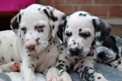 Outstanding Dalmation Puppies