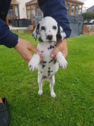 Dalmatian Puppies For Sale