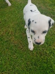 Dalmatian Puppies For Sale (dorset)