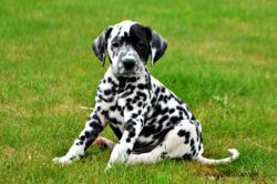 Last Male Dalmatian Pup For Sale