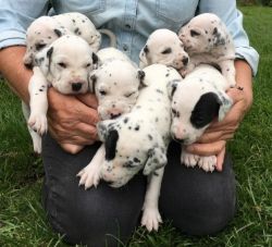 Dalmatian Pups