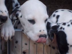 Male Dalmatian Pup For Sale