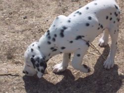 Dalmatian Puppies Due August 14th
