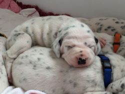 Dalmatian Puppies Ready 1st August