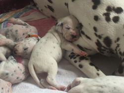 Beautiful Playful, Dalmation Puppies For Sale
