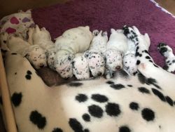 Dalmatian Pups For Sale.