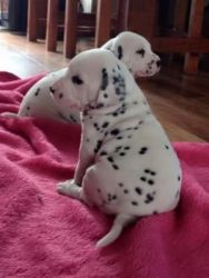 *Only 6 Left *Dalmatian Puppies for new home*